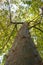 Close-up of a tree trunk with thorns, Ceiba Speciosa or Chorisia Speciosa silk floss tree