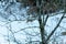 Close up of Tree with tthe Blurred Shape of a Deer in the Snow in Winter