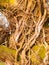 Close up of tree veins bark nature brown dry bare