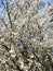 Close-up of a tree on which white flowers bloomed in spring.