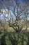 Close-up of a tree in a wood near Fraserburgh, Aberdeenshire, Scotland, UK