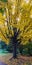 Close up of a tree with yellow leaves during Autumn at a Cemetery in Cleveland, Ohio