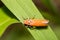 Close-up treehopper or spittlebug on green leaf