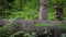 Close up of trekking shoes. Human legs step over the log.