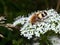 Close up of Trichius fasciatus, the Eurasian Bee Beetle.