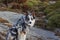 Close-up of tricolor border collie dog in the mountains