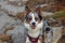 Close-up of tricolor border collie dog in the mountains