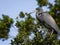 Close up of a Tricolored Heron in a Tree