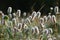 A close up of Trifolium arvense flowers (hare`s-foot clover, rabbitfoot clover) in a meadow in the morning