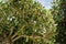 Close-up of trimmed small leaves beautiful bonsai olive tree Olea europaea in city park Krasnodar. Public landscape `Galitsky pa