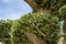 Close-up of trimmed small leaves beautiful bonsai olive tree Olea europaea in city park Krasnodar. Public landscape `Galitsky pa