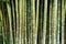 Close up tropic bamboo