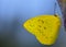 Close-up of a tropical butterfly, Catopsilia pomona or Lemon Wanderer, with yellow wings, sitting against a blue background, with