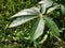 close up of tropical cassava leaves.