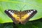 Close up of the tropical clipper butterfly, Parthenos sylvia, sp