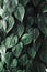 close up tropical dark green leaf foliage.abstract nature background.