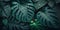 Close-up tropical, dark green leaves background. Lush, fantasy-like vegetation, AI generated