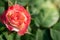 Close Up Tropical Delight Floribunda Rose