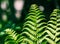 Close up of tropical fern leaves,