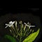 Close up of tropical fragrant flower (Wrightia religiosa Benth)