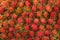 Close up for Tropical Fruits Rambutan for background