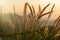 Close up tropical grass flower or setaceum pennisetum fountain grass on sunset background.Thailand