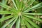 Close-up tropical green plants in the Philippines