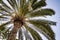 Close up of a tropical large palm tree for background pattern on Gran Canaria, Canary Islands