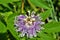 Close up of a tropical looking purple passion flower in the garden