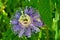 Close up of a tropical looking purple passion flower in the garden