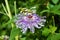 Close up of a tropical looking purple passion flower in the garden