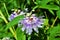 Close up of a tropical looking purple passion flower in the garden