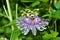 Close up of a tropical looking purple passion flower in the garden