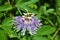 Close up of a tropical looking purple passion flower in the garden