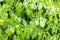 Close up tropical nature green leaf caladium background.