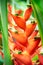 A close up of a tropical orange flower