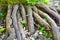 Close up of a tropical palm tree roots