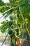 Close up of tropical papaya fruit tree