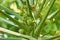 Close up of tropical papaya fruit tree