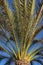 Close up of the tropical phoenix canariensis tree corona, a tall and robust date palm endemic to Canary Islands