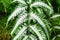 Close up of tropical `Pteridaceae Pteris Argyrea Silver Brake` fern plant leaf with white markings