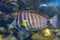 Close up of tropical Sailfin Tang fish, Zebrasoma veliferum