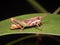 close up of a tropical Short-horned grasshopper