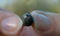 Close-up, tropical thick Hyalomma tick held between 2 fingers