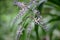 Close up tropicla plant colorful Cordyline flower