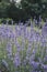 close up of true lavender