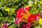 Close up of Trumpet vine flowers Campsis radicans, San Francisco bay area, California