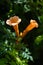 Close-up of Trumpet Vine Flowers, Hummingbird Vine, Campsis Radicans, Nature, Macro