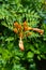 Close-up of Trumpet Vine Flowers, Hummingbird Vine, Campsis Radicans, Nature, Macro