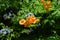 Close-up of Trumpet Vine Flowers, Hummingbird Vine, Campsis Radicans, Nature, Macro